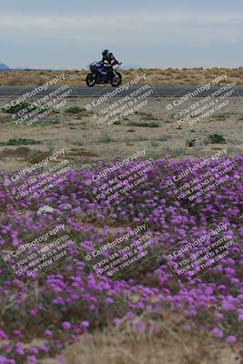 media/Jan-14-2023-SoCal Trackdays (Sat) [[497694156f]]/Turn 14 Exit Bloomig (145pm)/